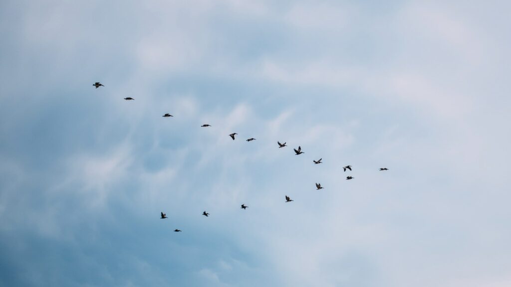 Geese Team Building