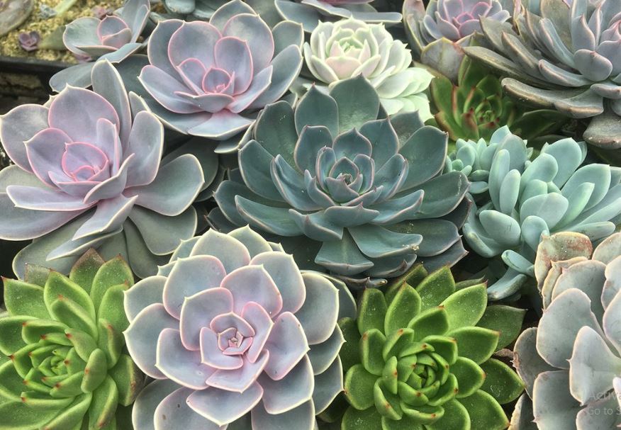 Plant a Fall Succulent